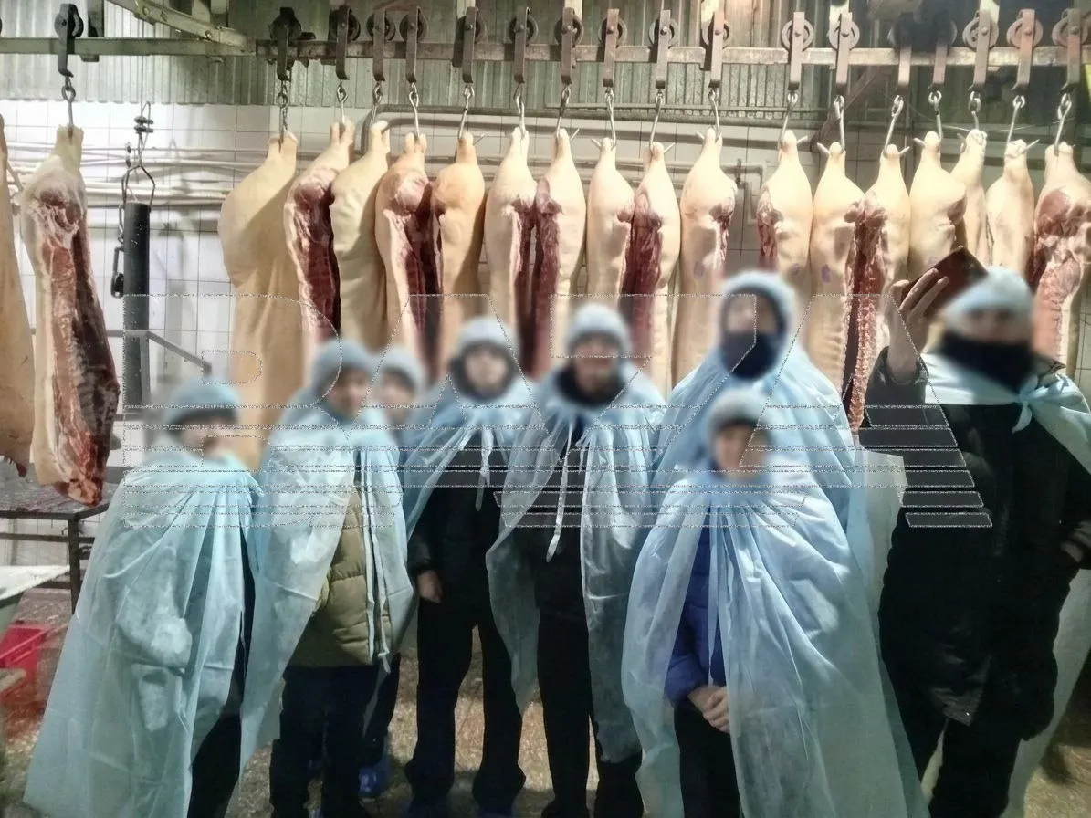 В Красноярском крае учащихся повели на экскурсию по скотобойне: 14‑летние дети увидели разделанные свиные туши и часть школьников отказалась заходить в цеха.