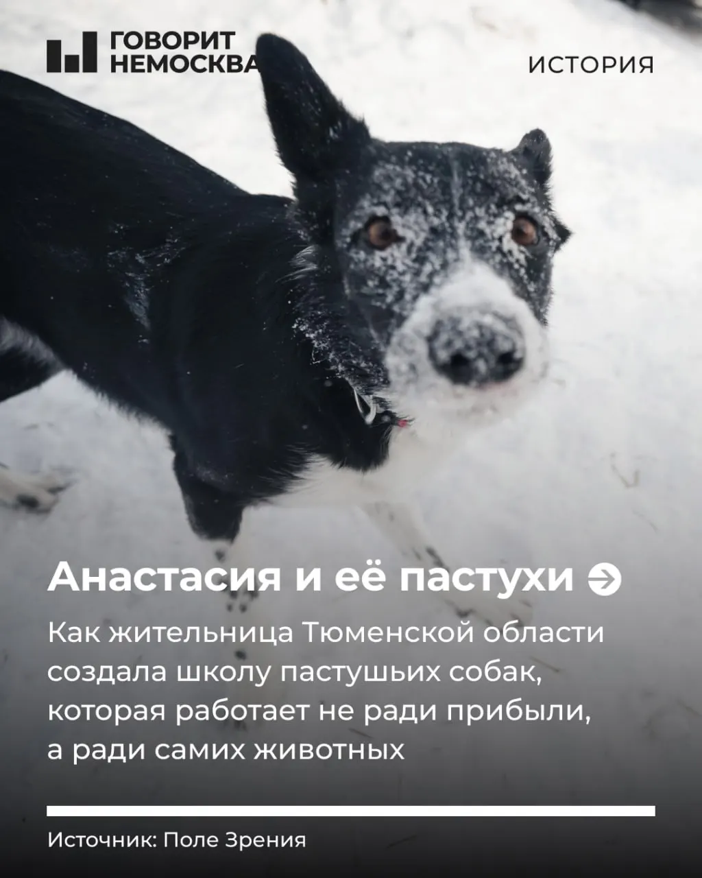 В Тюмени работает школа пастушьих собак «Черная овечка», где ученики учатся направлять отару и возвращать породам их природное предназначение, чтобы животные были устойчивее и счастливее не только в поле, но и в городе.