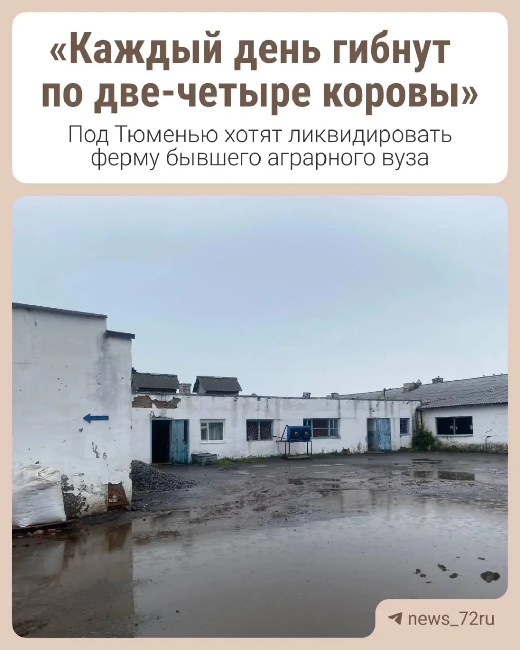 В учебно-опытном хозяйстве, вошедшем в состав ТюмГУ, планируют прекратить животноводческое направление: сотрудники увольняются, не хватает средств на лечение животных, и решение о судьбе хозяйства уже фактически принято.