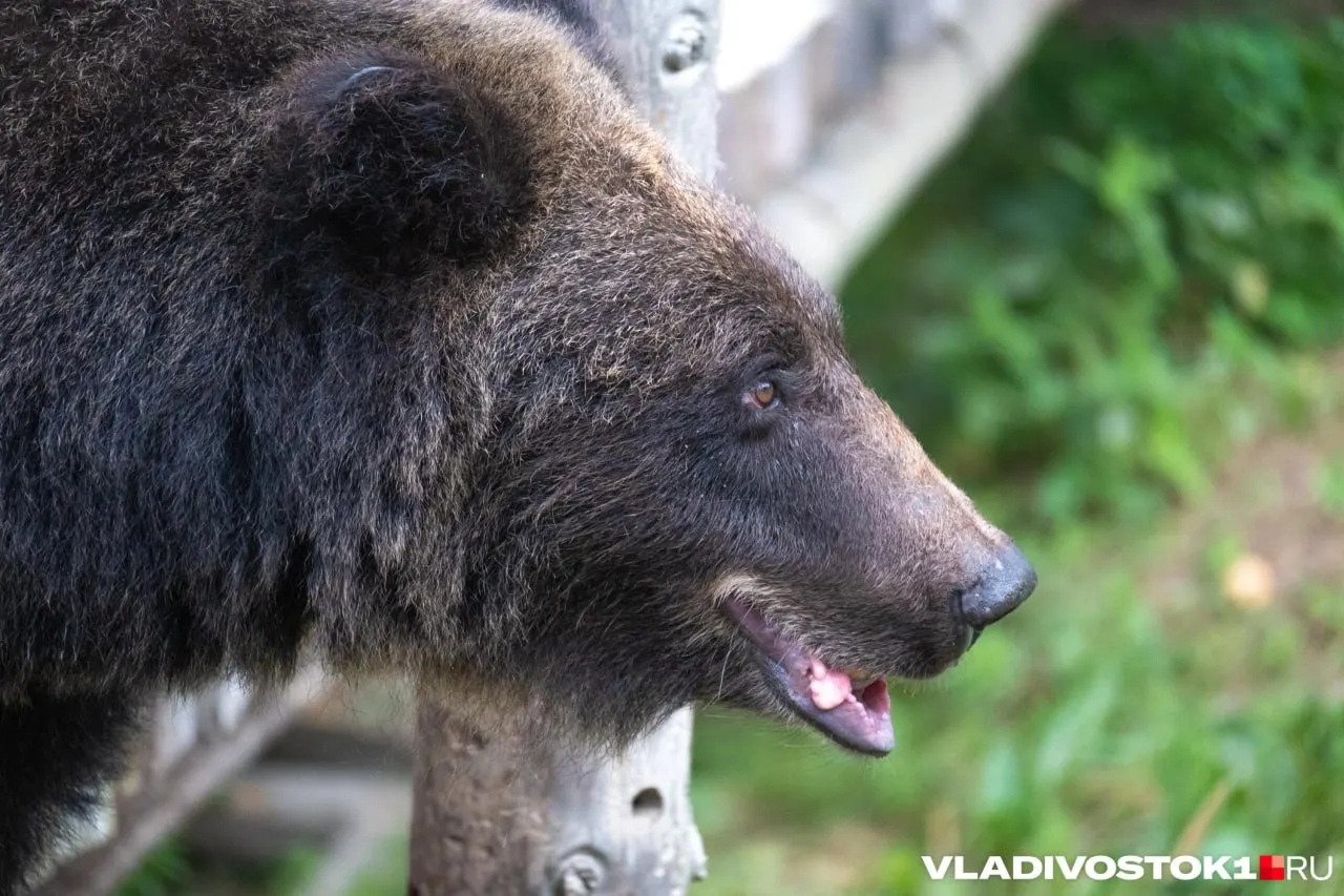 В Мысках из-за выхода медведей из лесов школам поручено перейти на онлайн-формат; родители могут оставить детей дома, а уроки будут проводиться дистанционно.